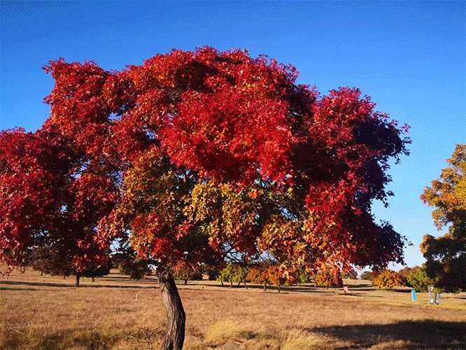 風(fēng)景.gif 風(fēng)景.gif